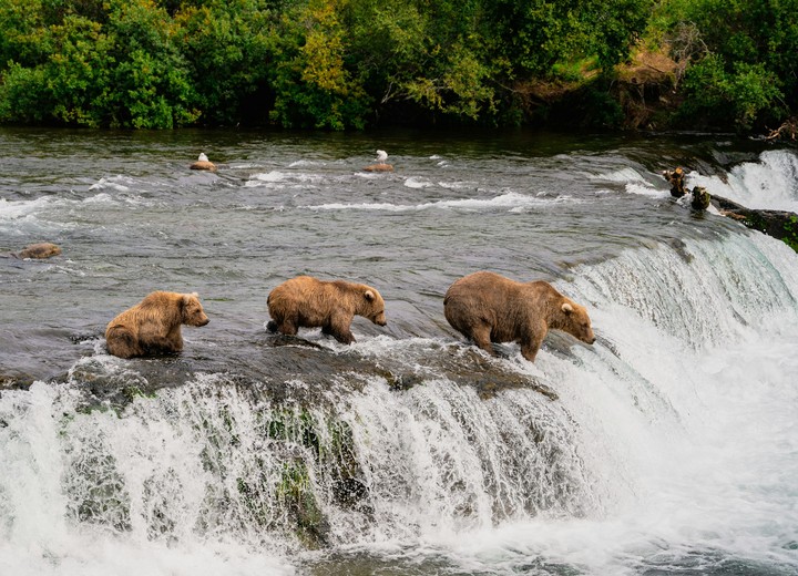 The Great Bear Gathering