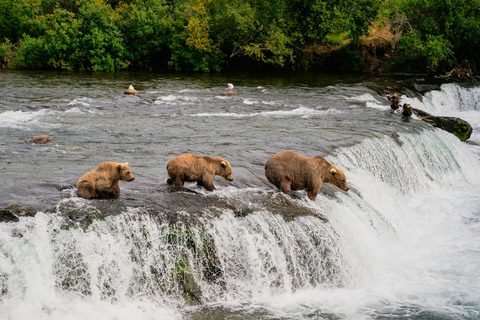 The Great Bear Gathering