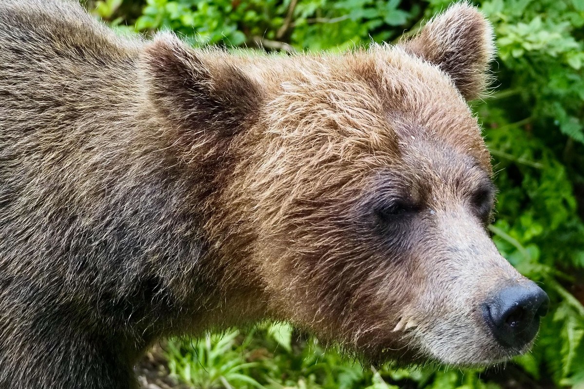 Coastal Bears on the Flats