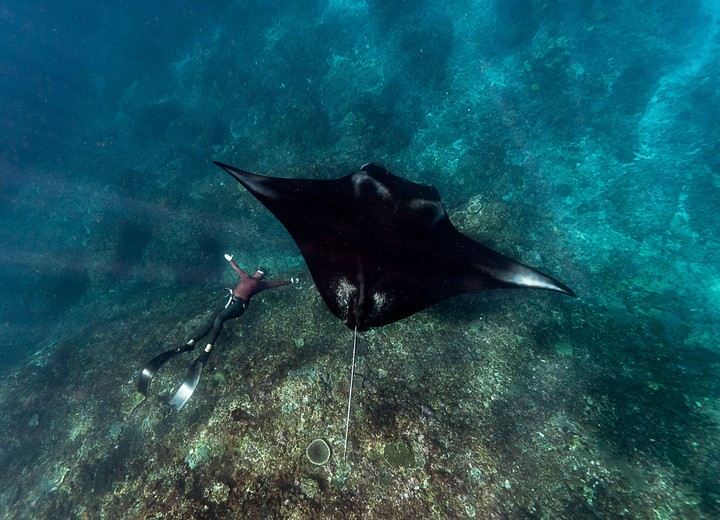 The Manta Season