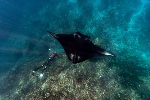 The Manta Season