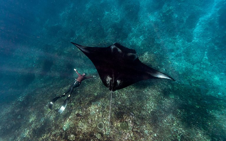 The Manta Season