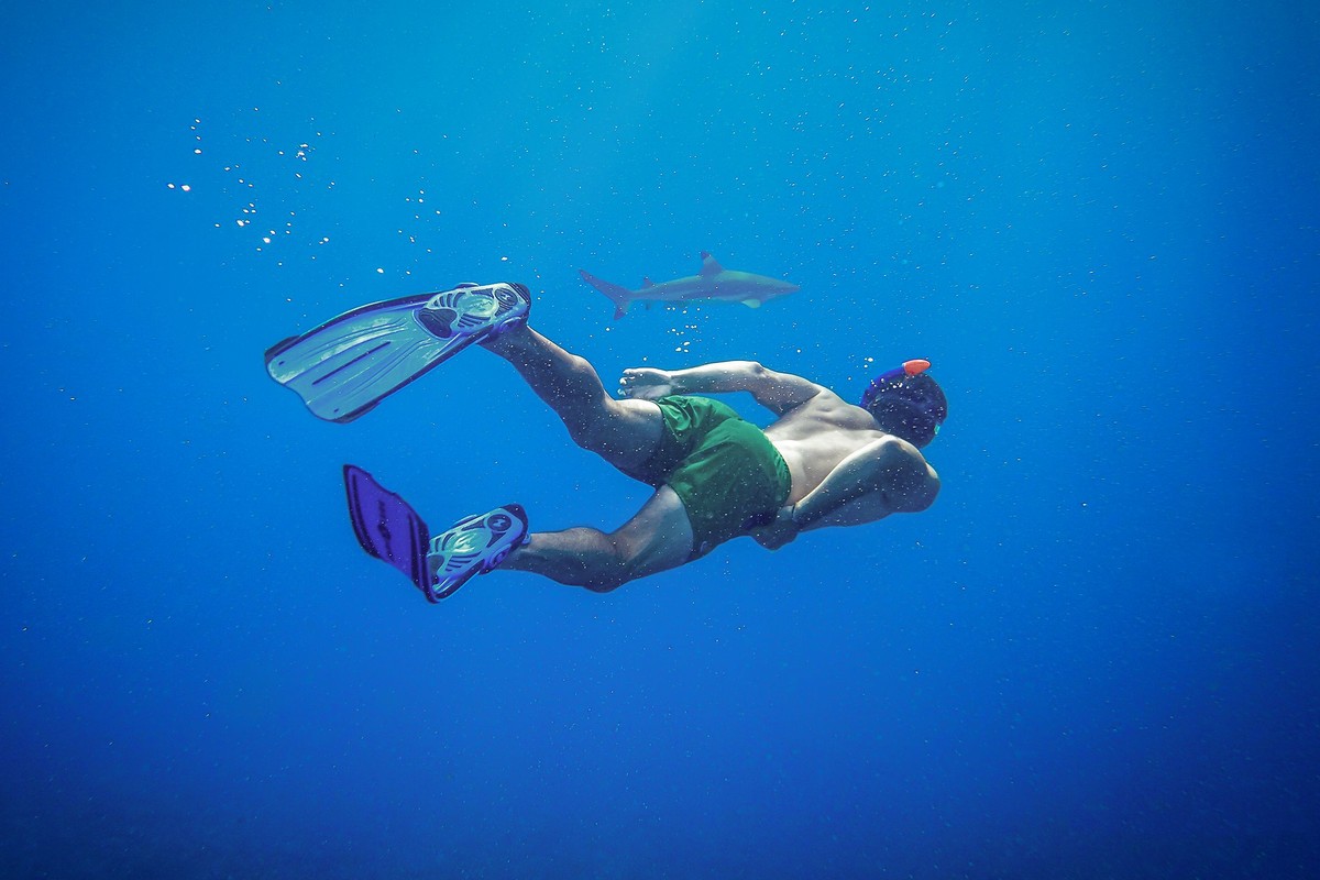 Rays & Reef Sharks in the Lagoon