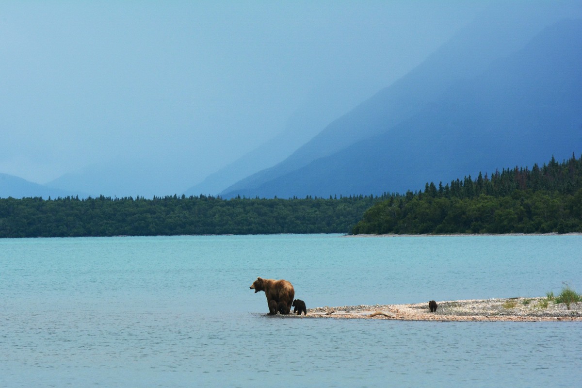 Wildlife on the Tundra