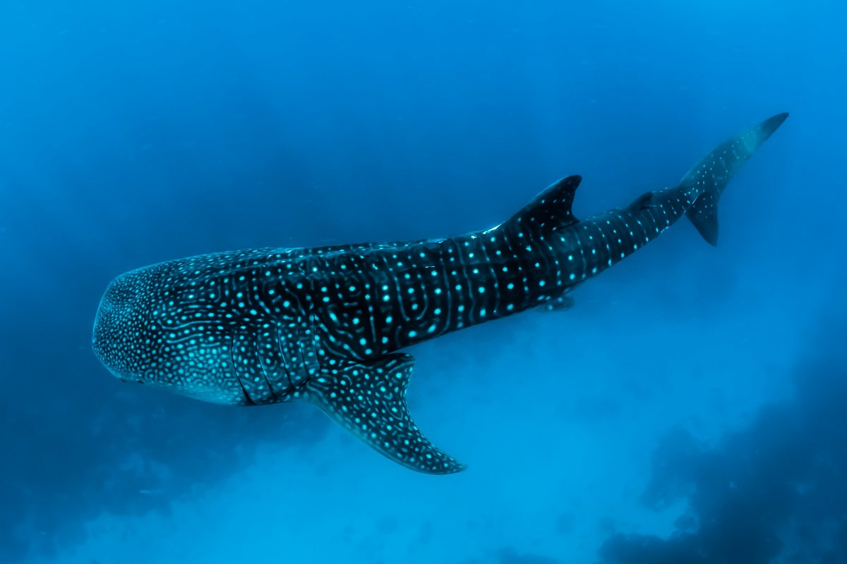 A Whale Shark at Dusk