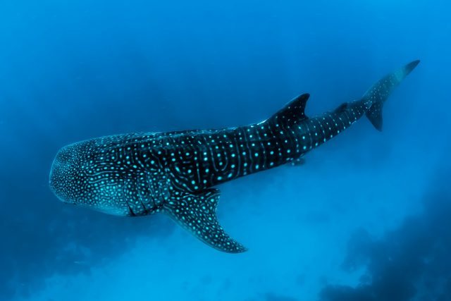 Un Tiburón Ballena al Anochecer