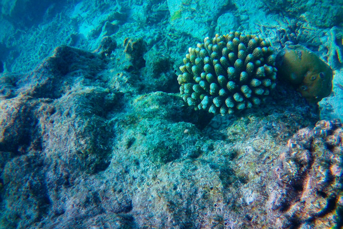 Coral Restoration, Hands-On