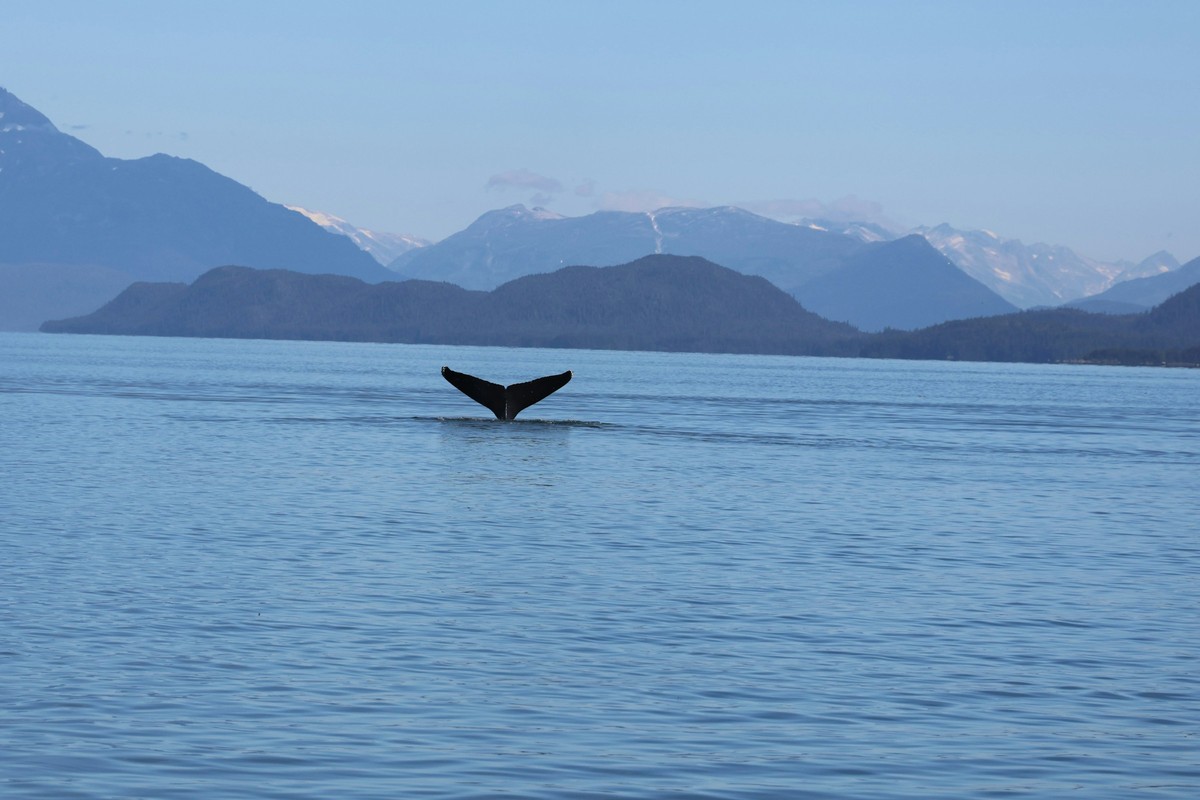 Bubble-Net Feeding Humpbacks