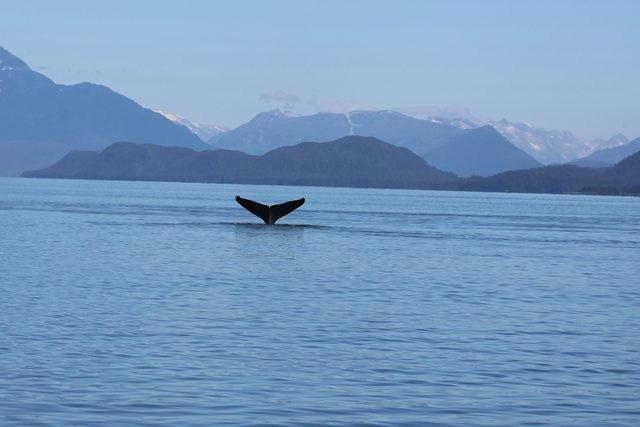 Bubble-Net Feeding Humpbacks