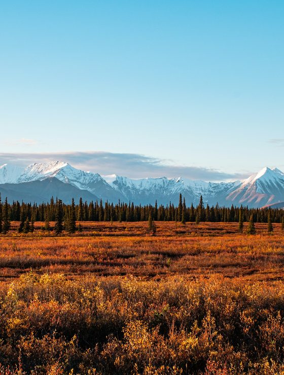 Denali & the Interior