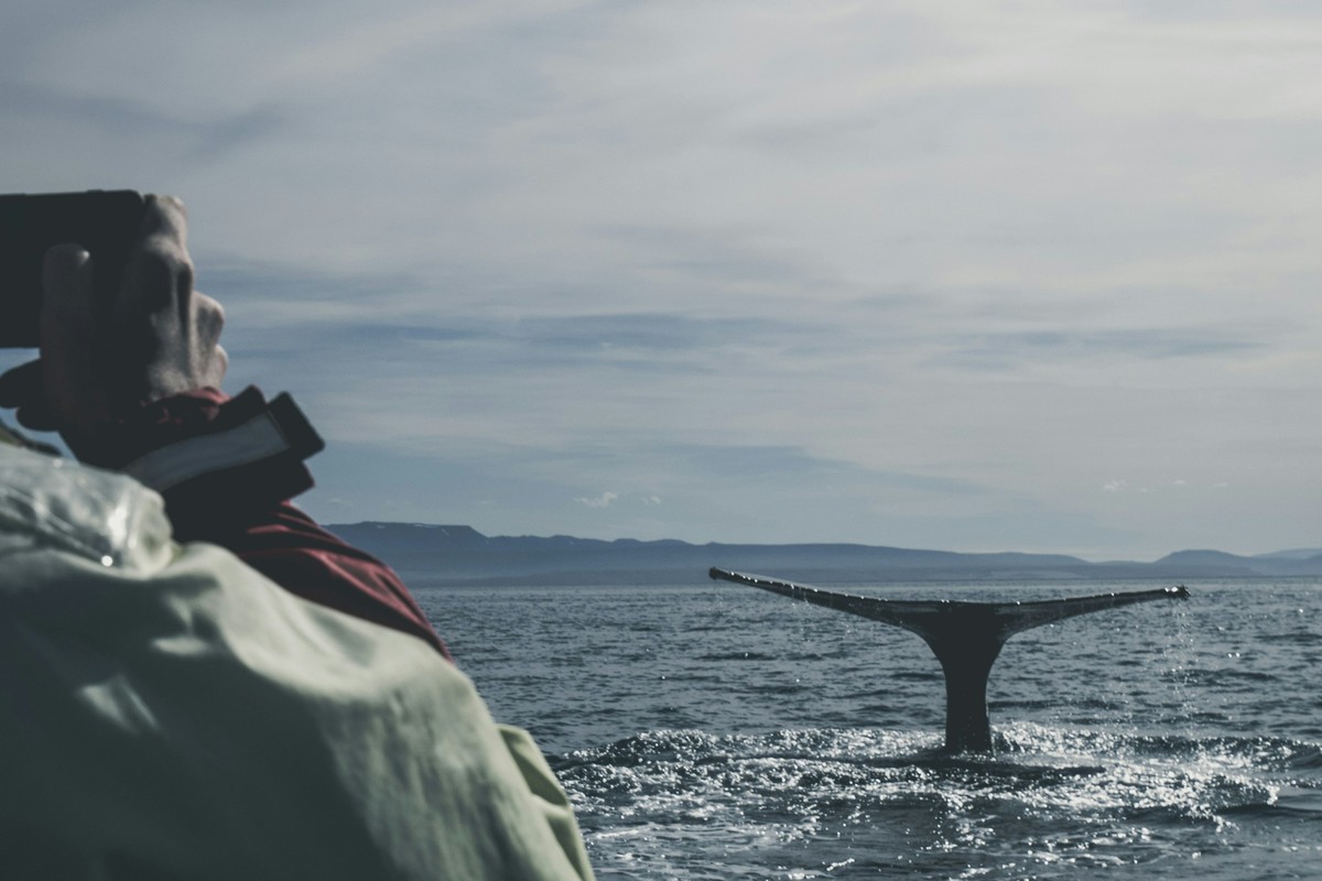 Whales off Húsavík