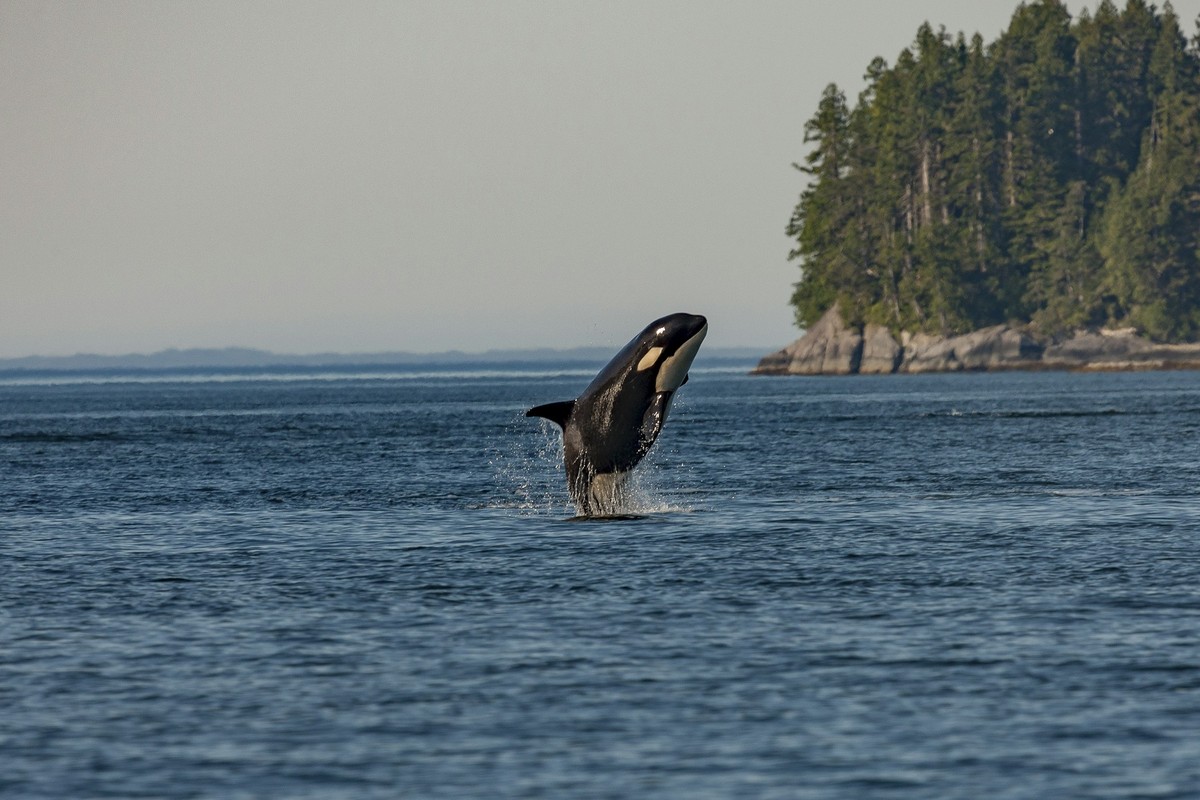 Orcas in the Cold Water