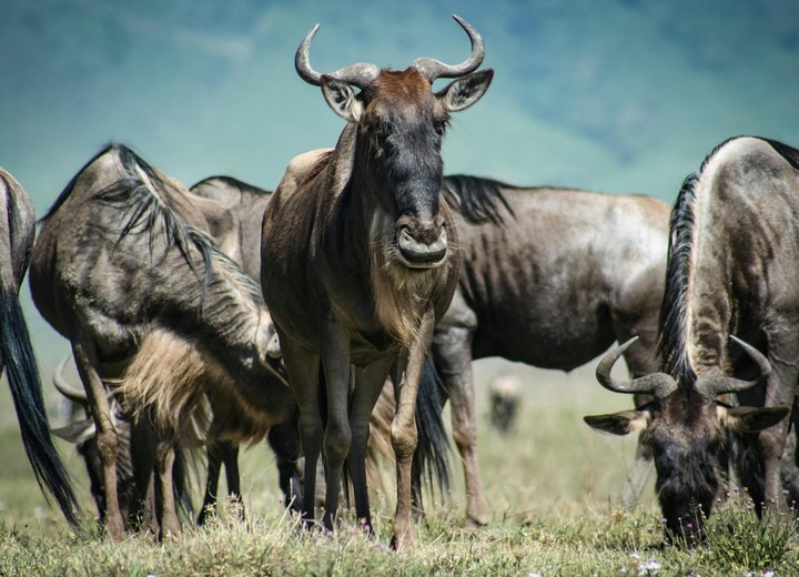 Conservation Journey