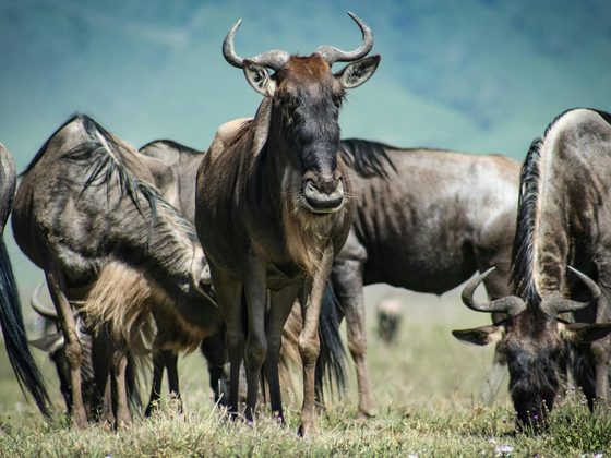 Viaje de Conservación