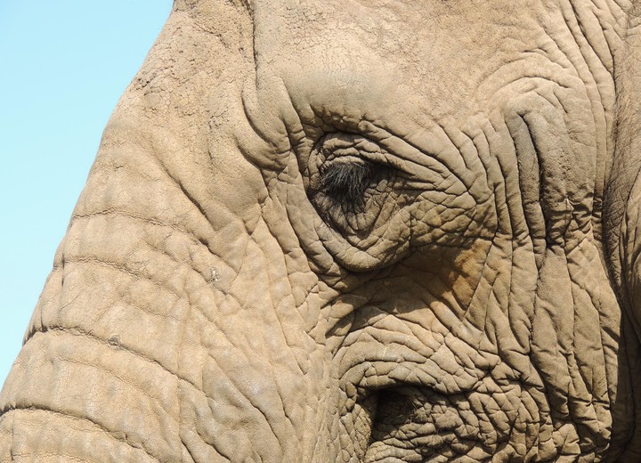 Conservation in South Africa