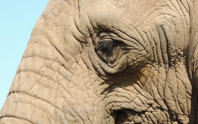 Conservation in South Africa