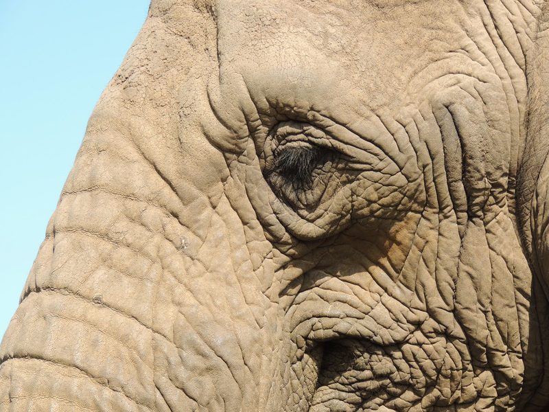 Conservation in South Africa — South Africa