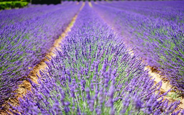 Wellness in Provence