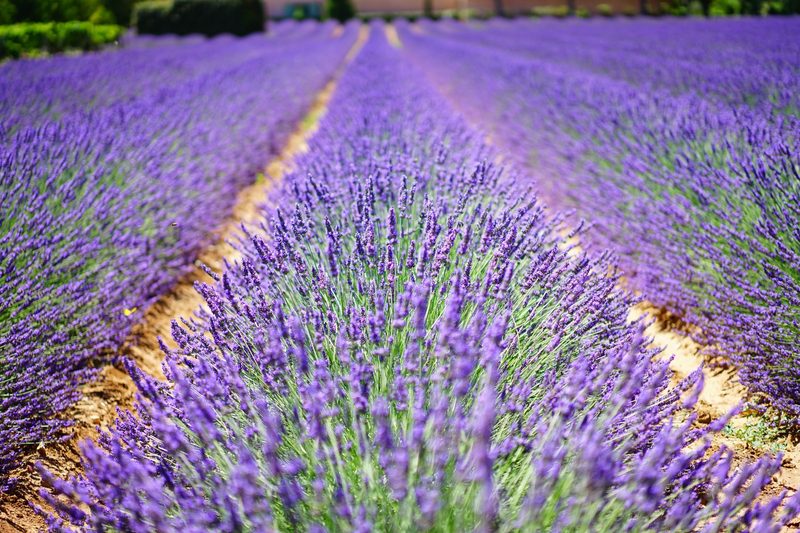 Wellness in Provence — Provence