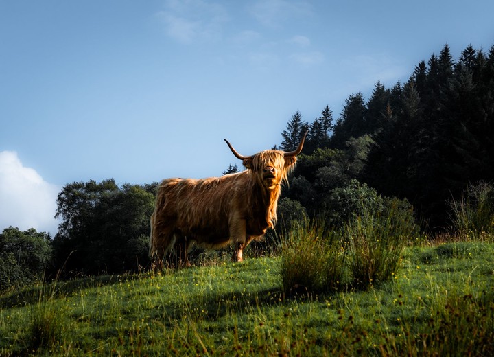 The The Highlands Sporting Life
