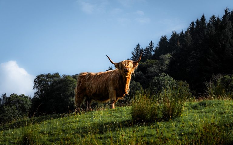 The The Highlands Sporting Life