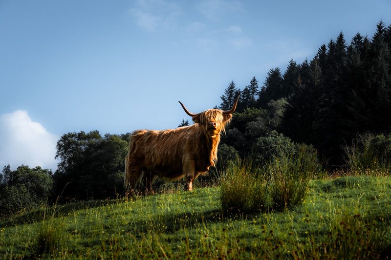 The The Highlands Sporting Life — The Highlands