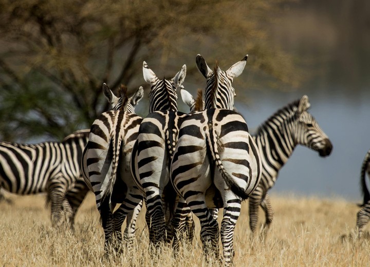The Wild Heart of Kenya