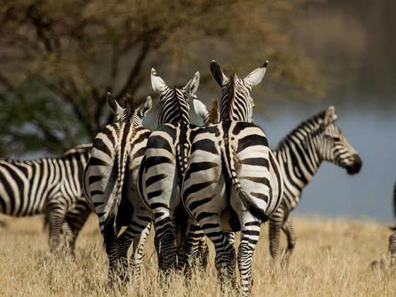 The Wild Heart of Kenya