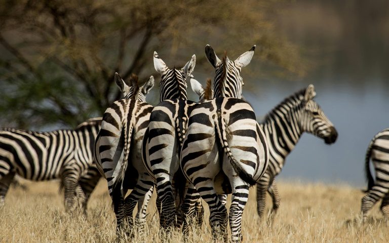 The Wild Heart of Kenya
