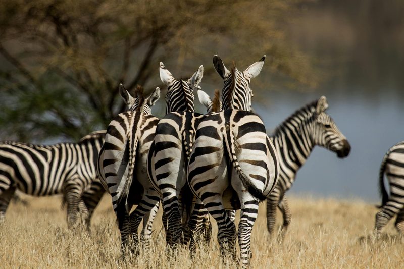 The Wild Heart of Kenya — Kenya