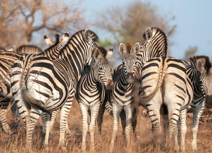 South Africa for the Family