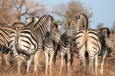 South Africa for the Family