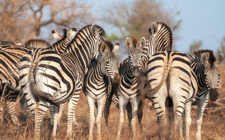 South Africa for the Family
