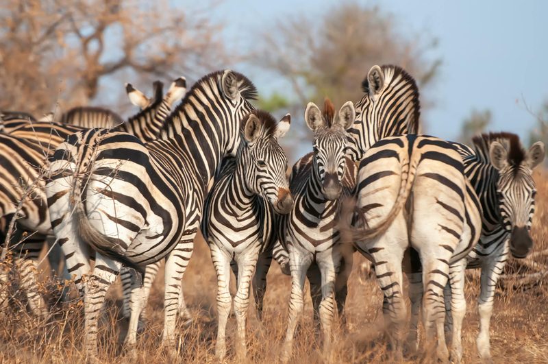 South Africa for the Family — South Africa