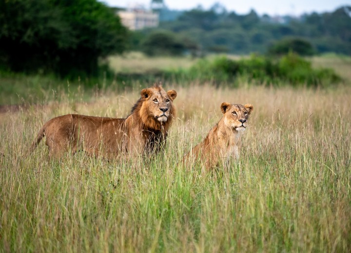 The Kenya Honeymoon