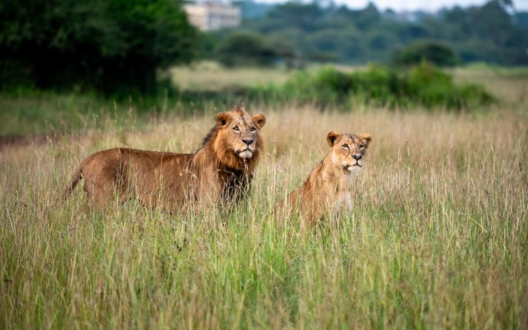 The Kenya Honeymoon