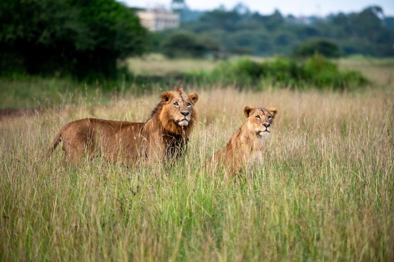 The Kenya Honeymoon — Kenya