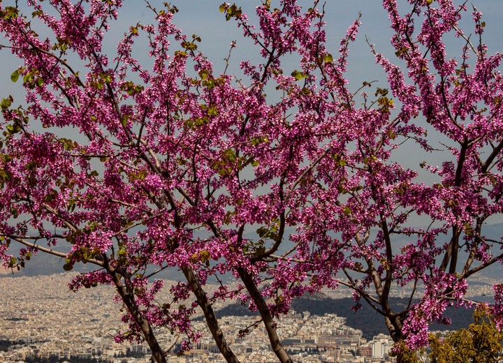 Spring in Athens