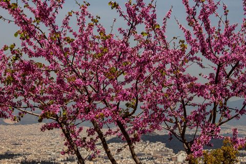 Spring in Athens