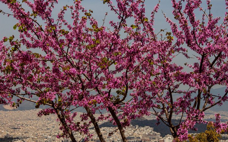 Spring in Athens