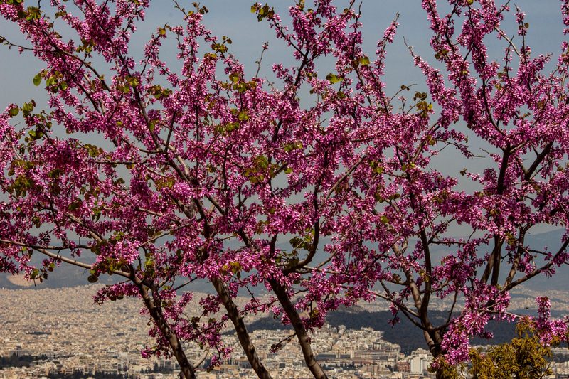 Spring in Athens — Athens