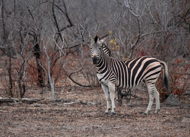 South Africa in the Dry Season