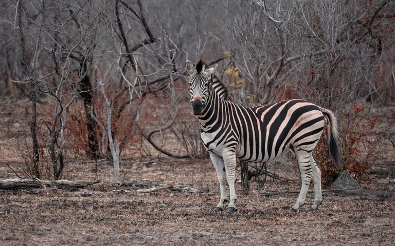 South Africa in the Dry Season