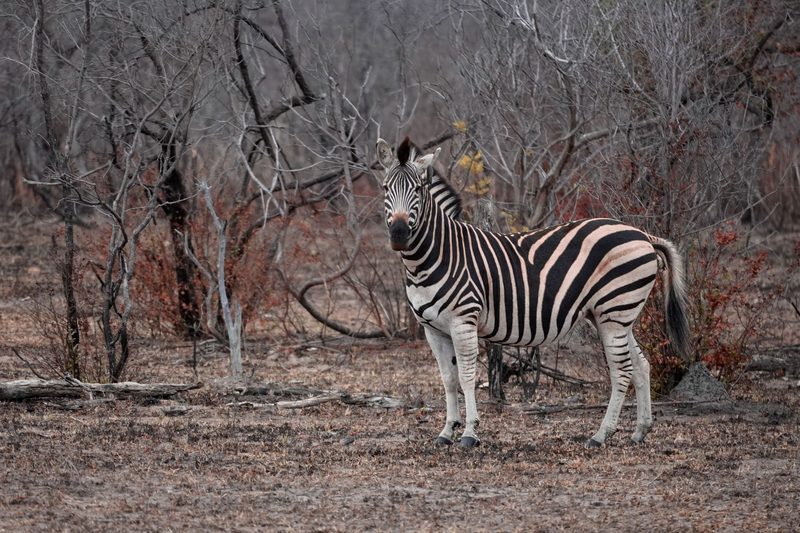 South Africa in the Dry Season — South Africa