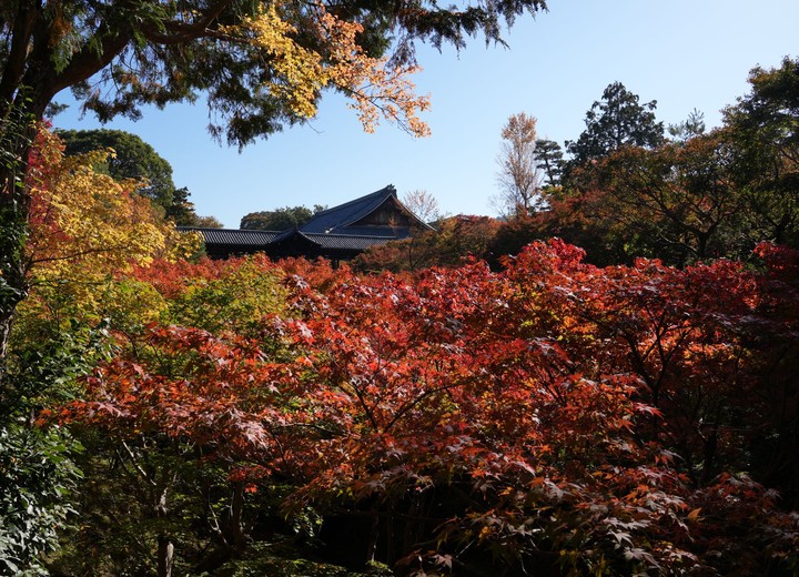 Kyoto in Autumn