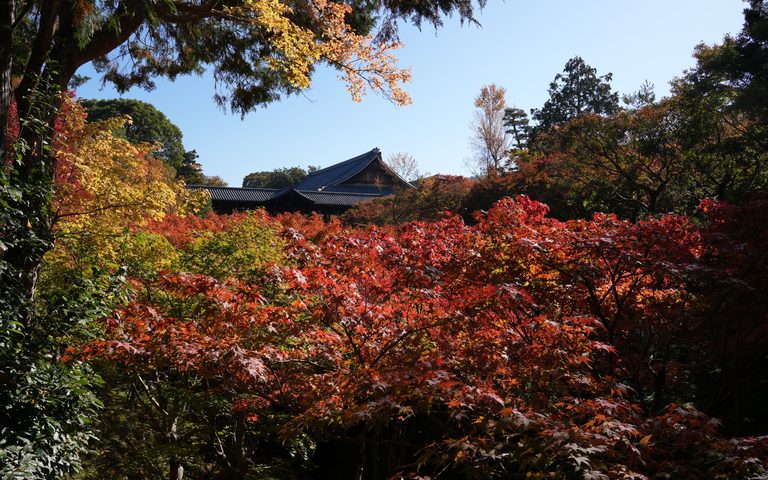 Kyoto in Autumn