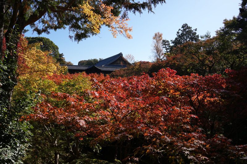 Kyoto in Autumn — Kyoto