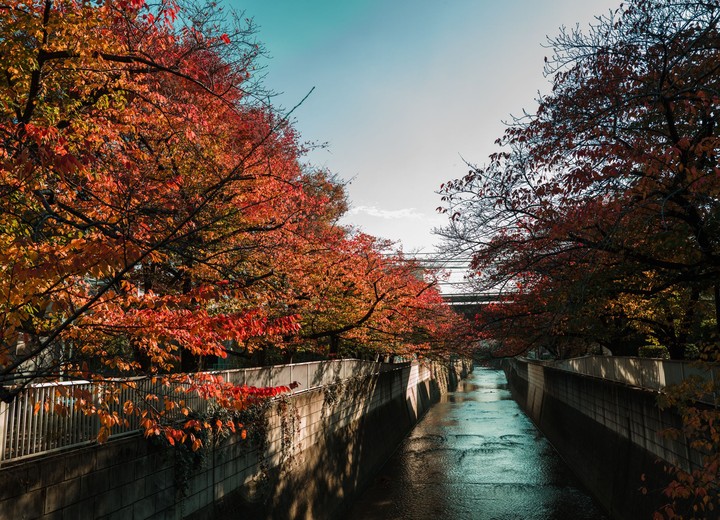 Tokyo in Autumn