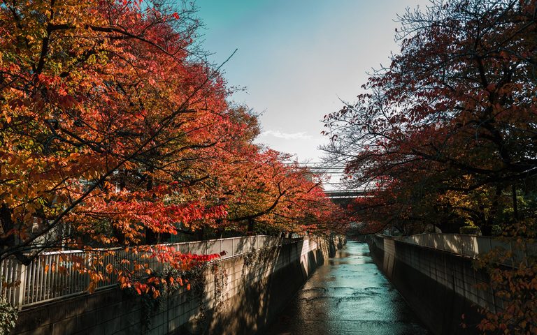 Tokyo in Autumn