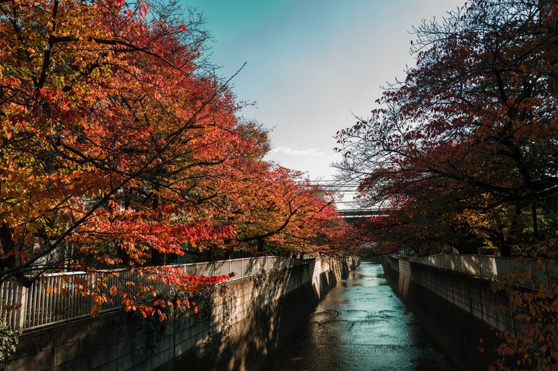 Tokyo in Autumn — Tokyo